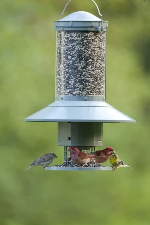 Automatic Bird Feeder